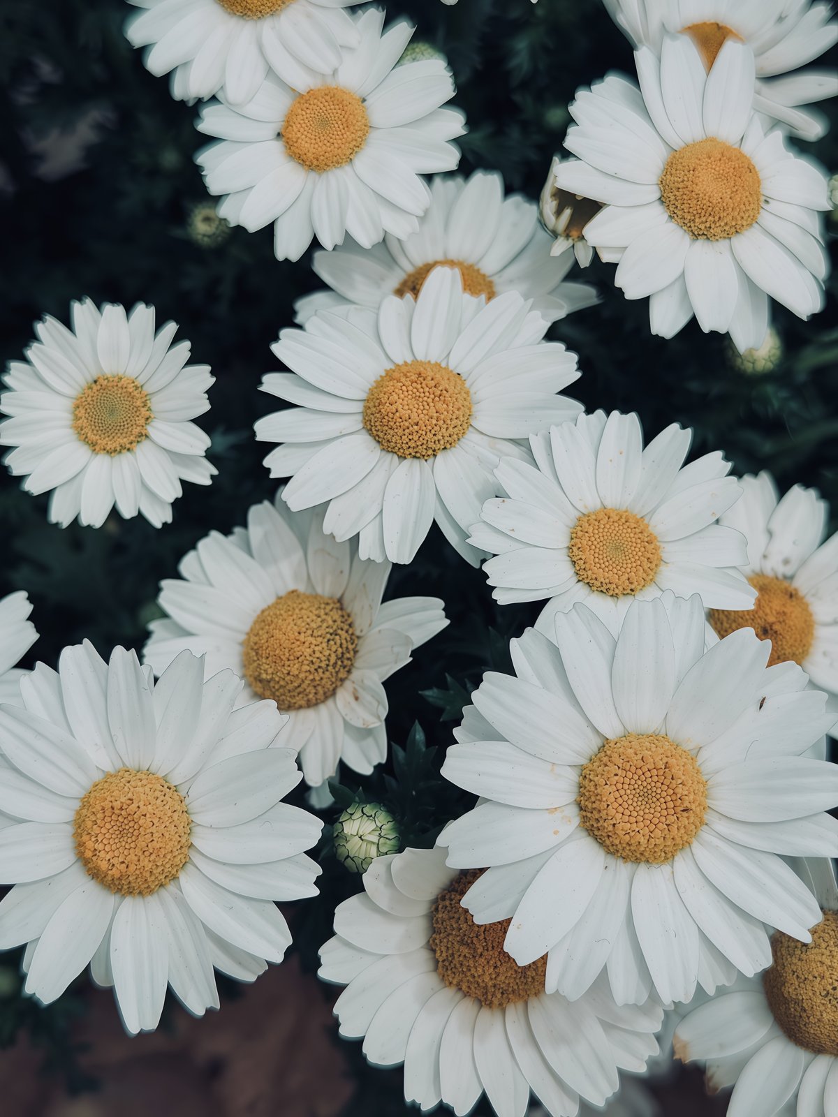 雏菊🌼