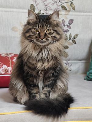威武的猫猫