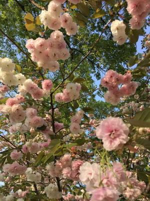 spring